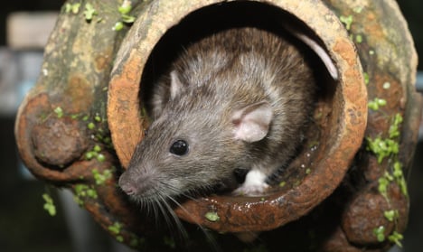 More rats creep into Sweden's cities