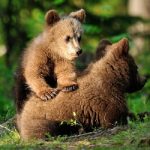 Wild bears spark fear in Italy’s north