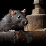Rats paralyze Italian justice system