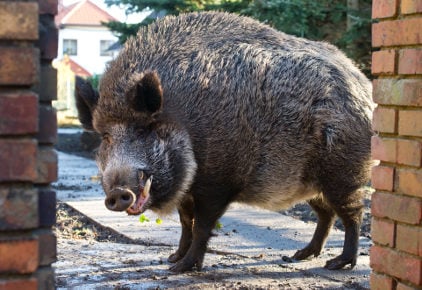 Hesse Greens plan to cull wild boar