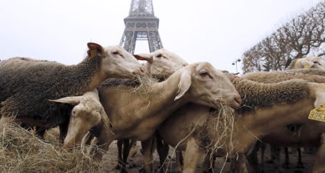 Farmers cry wolf in Paris over sheep 'massacre'