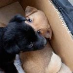 Prison sentence for illegal puppy traders