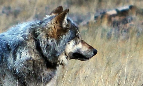 Sweden’s wolves set for winter cull
