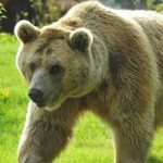 Bear escape raises alarm at zoo near Lausanne