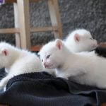 <b>La gatta frettolosa ha fatto i gattini ciechi.</b>  Literally:  "The hasty cat gave birth to blind kittens". So perhaps not the most refined way of saying that things done in haste tend to turn out badly. An English equivalent might be "haste makes waste".Photo: Shutterstock