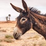 <b>Ride a donkey:</b> If anything, the journey on a donkey’s back could serve as a reminder that once upon a time, people got on without trains just fine. Those with insufficient donkeymanship can also opt for a horse-drawn carriage in tourist centres.Photo: Shutterstock