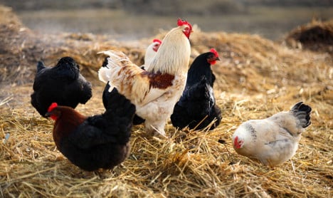 Bird flu puts Swedish poultry under cover