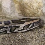 Giant smuggled python outgrows Swiss home