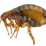 <b>Ramazzano-Le Pulci</b> South of Casa del Diavolo is Ramazzano-Le Pulci, which means ‘they sweep away the fleas’. Maybe the founders were experts at pest control, but folk there nowadays apparently simply refer to it as Ramazzano.Photo: Shutterstock