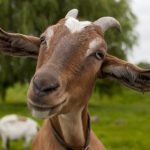 <b>Capracotta (cooked goat)</b> 950 people live in this town in Molise but aside from a goat featuring on its coat of arms, there’s little evidence to suggest that cooked goat is a local speciality.Photo: Shutterstock