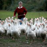 <b>Order your goose:</b> A goose is the traditional German yuletide feast. More than three-quarters of the country's goose population is raised for the holidays, according to the German Society for Nutrition. Photo: DPA