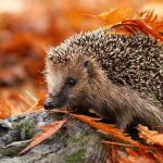 <b>Riccio</b> Over in Tuscany is the far more inviting town of Riccio, meaning ‘hedgehog’ or ‘curly’ in English. Photo: Shutterstock