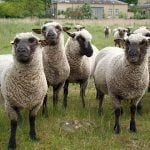 <b>9. Plural nouns</b><br>

Another common mistake among non-native English speakers is our tricky approach to some plural nouns. “I saw some sheeps on the side of the road, and I thought to myself, ‘Their wool would make good covers for my furnitures.” Danes also tend to pluralize money: "He asked if he could borrow 20 kroner, but I didn't have them."Photo: Greg McMullen/Flickr