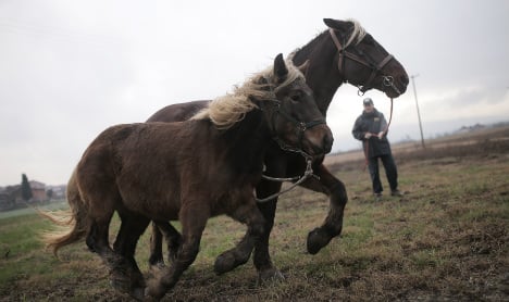 Condemned horses given new lease of life in Italy