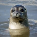 Bird flu suspected in Scandinavian seal deaths