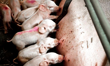 Two thirds of Danish pig farms have MRSA