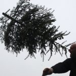 Over half of Christmas trees carry pesticides