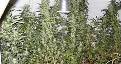 Water break reveals cannabis plantation