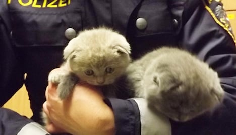 Police rescue kittens from illegal smuggler
