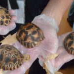 Rare baby tortoises found at Paris airport