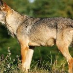 Swedish wolf hunt put on hold after protests