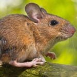 Mouse delays long-haul flight for six hours