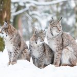 Sweden’s wild carnivore population on the rise
