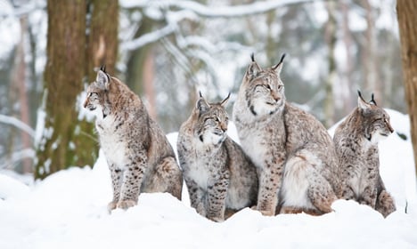Sweden's wild carnivore population on the rise