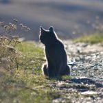 Cat returns after 1,200km trek across France