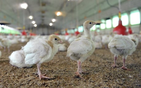 Bird flu scare prompts pre-Xmas turkey cull