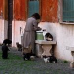<b>Gattara -</b> They exist in every country, but somehow there’s no word for them in English. A “gattara" is a woman – typically elderly – who devotes her time to looking after stray cats.Photo: Anthony Majanlahti/Flickr