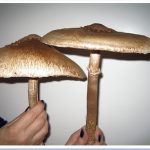 When you're consuming fungi from the forests and fields, it's a good idea to know your death-caps from your toadstools.  The top search was for the parasol mushroom, a very popular (and sometimes quite large) fungus.Photo: Wikimedia
