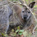 RIP Zippe – fugitive kangaroo found dead