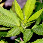 Italian cannabis growers ‘inspired’ by British film