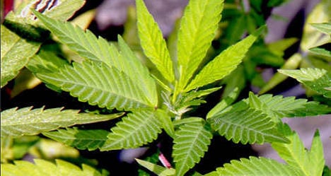Italian cannabis growers 'inspired' by British film