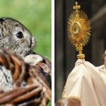 Breeders say Pope’s ‘rabbits’ comment ‘unfair’