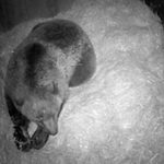Sweden broadcasts baby bear births live online