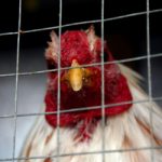 Spain bans bestiality but not animal fights