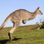 Police give up on kangaroo hunt