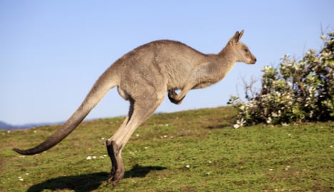 Police give up on kangaroo hunt