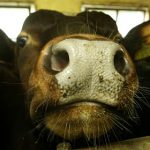 Norway finds ‘probable’ case of mad cow disease