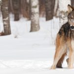 Sweden court stops hotly contested wolf hunt