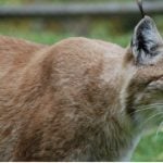Lynx attacks dog after Swedish zoo escape