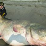 Purrfect catch: Italian twins land giant catfish