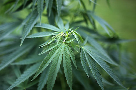 Fake name renter grows 1,100 cannabis plants
