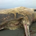 Sperm whale washes up on Danish island