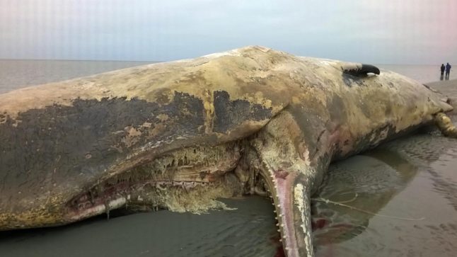 Sperm whale washes up on Danish island