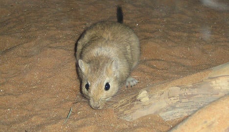 Gerbils not rats caused Black Death: Oslo Uni