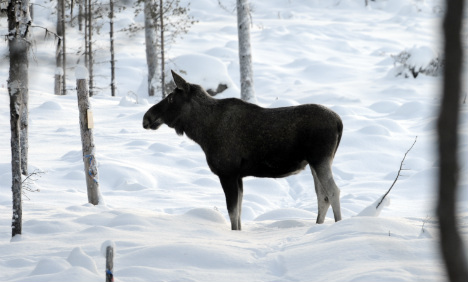 Swedish elks set to flee ‘warm’ south: expert