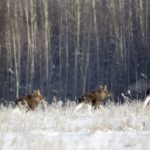 Snow forces Sweden’s elk on urban food hunt